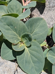 Cycladenia humilis