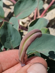 Cycladenia humilis
