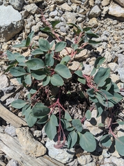 Cycladenia humilis