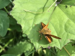 Ochlodes sylvanus