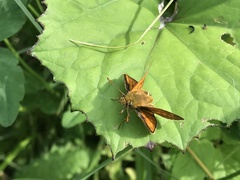 Ochlodes sylvanus