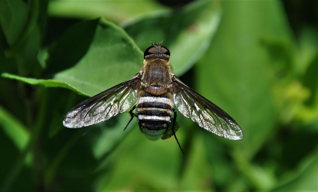Exoprosopa parda