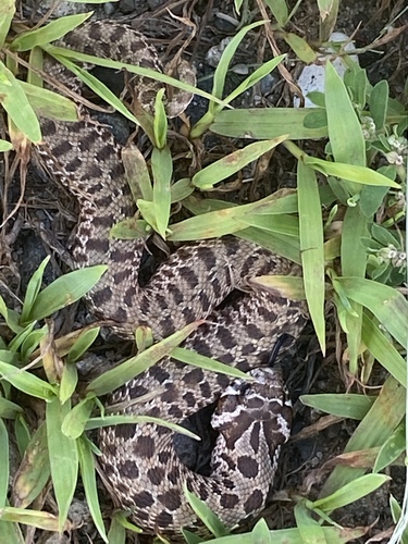 Plains Hognose Snake photographed in Minnesota