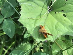 Ochlodes sylvanus