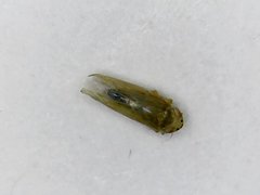 Deltocephalini