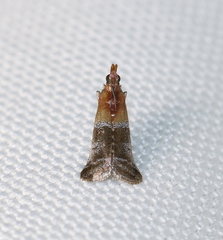 Moodna pallidostrinella