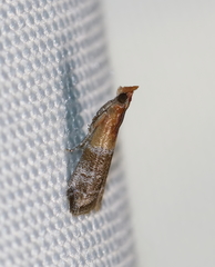 Moodna pallidostrinella
