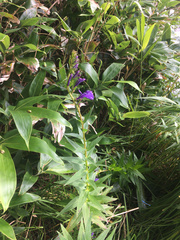 Lobelia sessilifolia