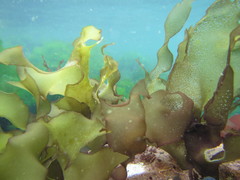 Halymeniaceae