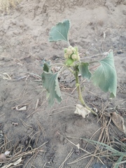 Xanthium orientale riparium
