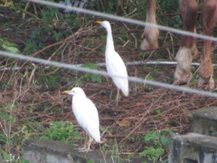 Bubulcus ibis