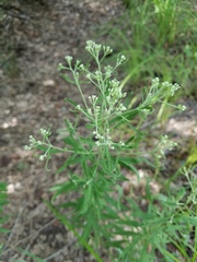Eupatorium semiserratum