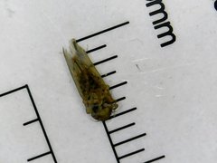 Deltocephalini