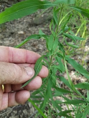 Eupatorium semiserratum