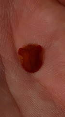 Charidotella tuberculata