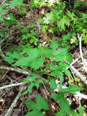 Vitis palmata