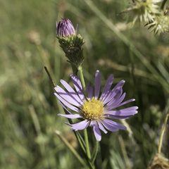 Symphyotrichum spathulatum