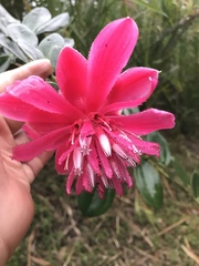 Cavendishia adenophora