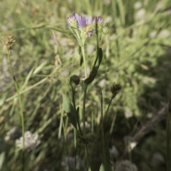 Symphyotrichum spathulatum