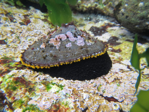 Fissurella latimarginata