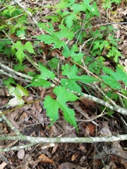Vitis palmata