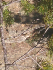 Marmota flaviventris