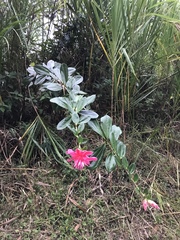 Cavendishia adenophora