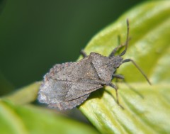 Villasitocoris inconspicuus