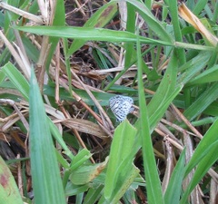 Leptotes cassius