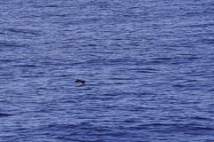 Puffinus lherminieri