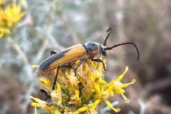 Crossidius suturalis