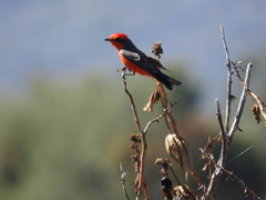Pyrocephalus rubinus