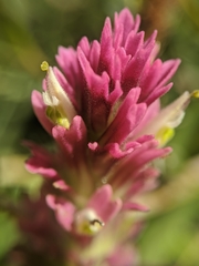 Castilleja lassenensis