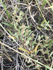 Crocanthemum bicknellii