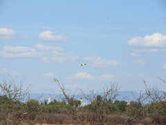 Bubulcus ibis