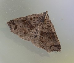 Lithilaria proestans