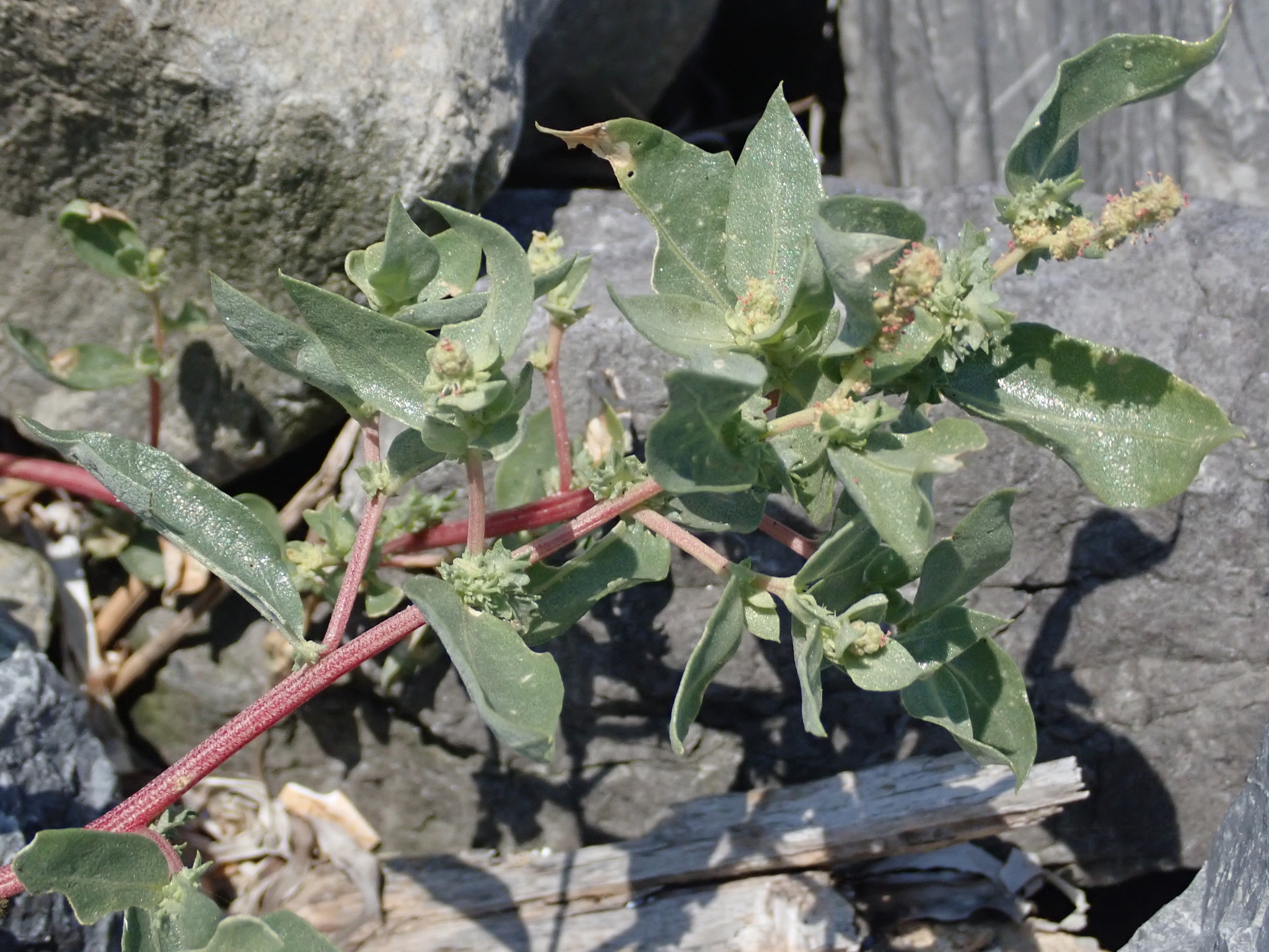 Atriplex cristata