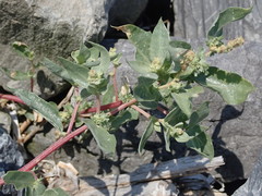 Atriplex cristata