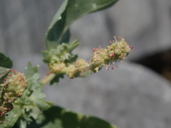 Atriplex cristata