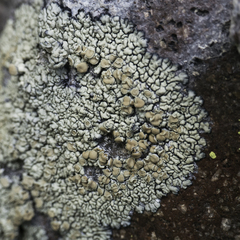 Lecanora sierrae