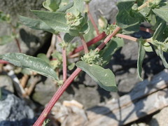 Atriplex cristata
