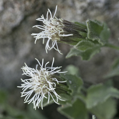 Brickellia greenei