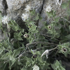 Brickellia greenei