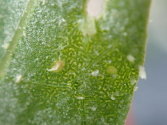Atriplex cristata
