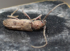 Brothylus gemmulatus