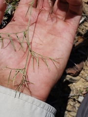 Lathyrus graminifolius