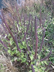 Teucrium hircanicum