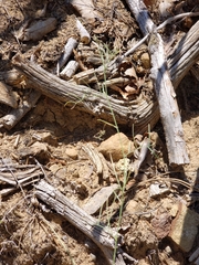 Lathyrus graminifolius