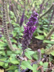 Teucrium hircanicum