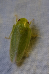 Hamana